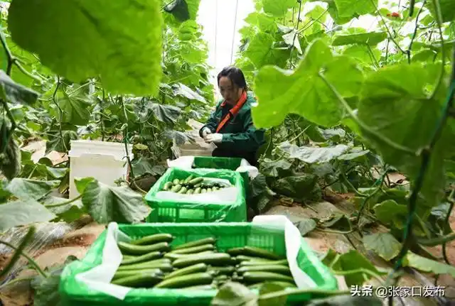 有机蔬菜俏销京津市场